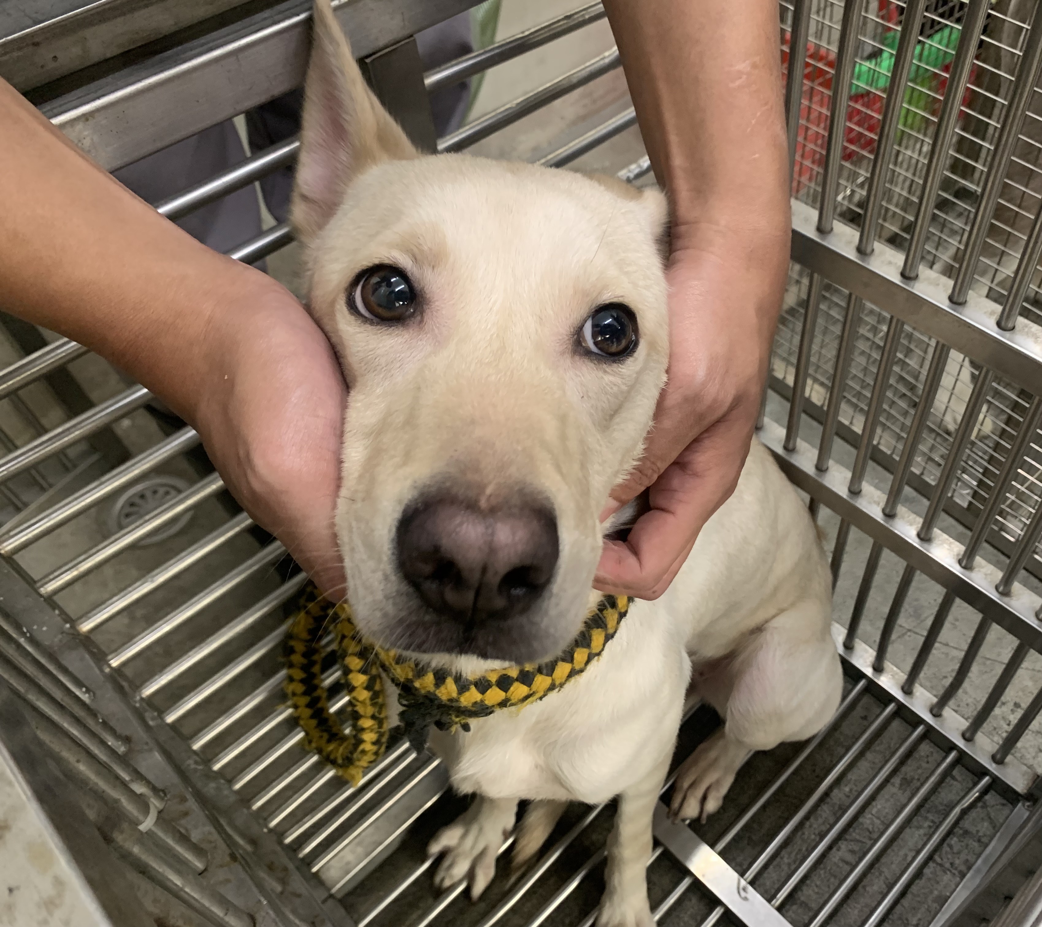 Photo of No. VAAAG115021002, Adult · Female · Medium · Mixed breed