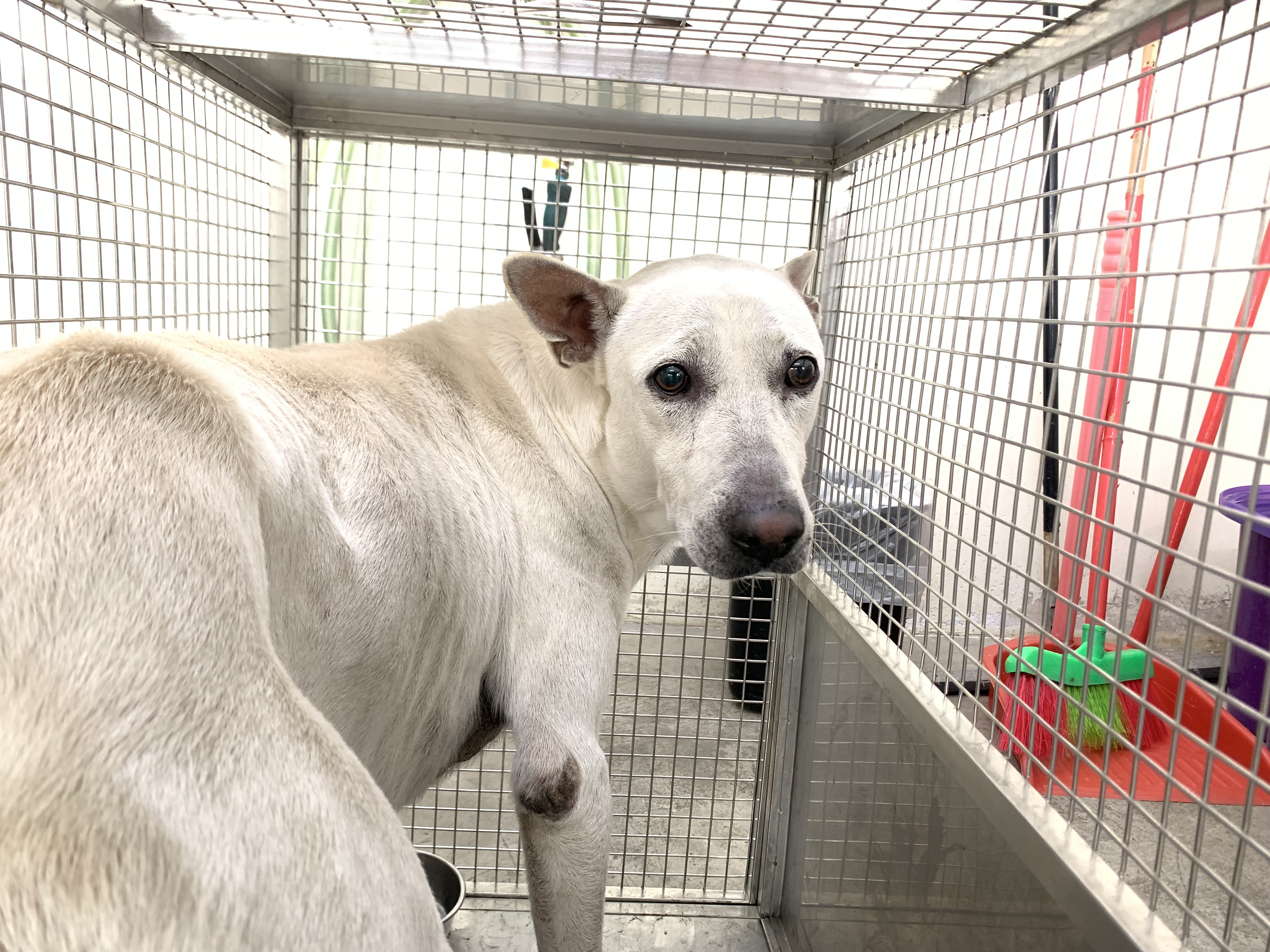 Photo of No. VAAAG115021302, Adult · Male · Medium · Mixed breed