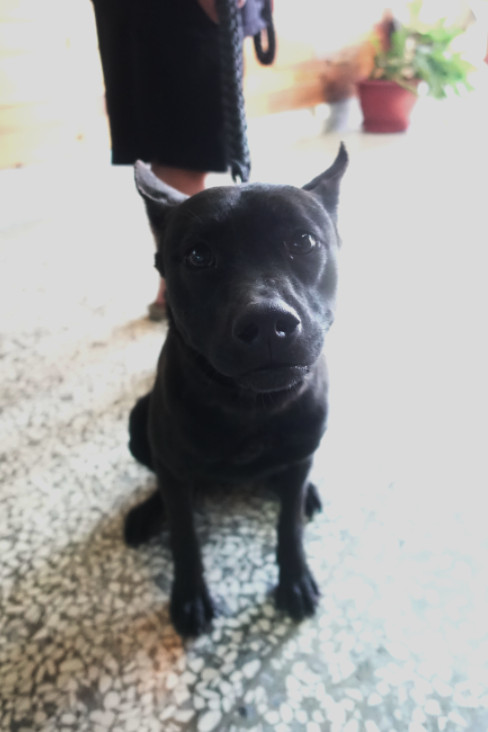 Photo of No. 1150349, Adult · Female · Large · Mixed breed