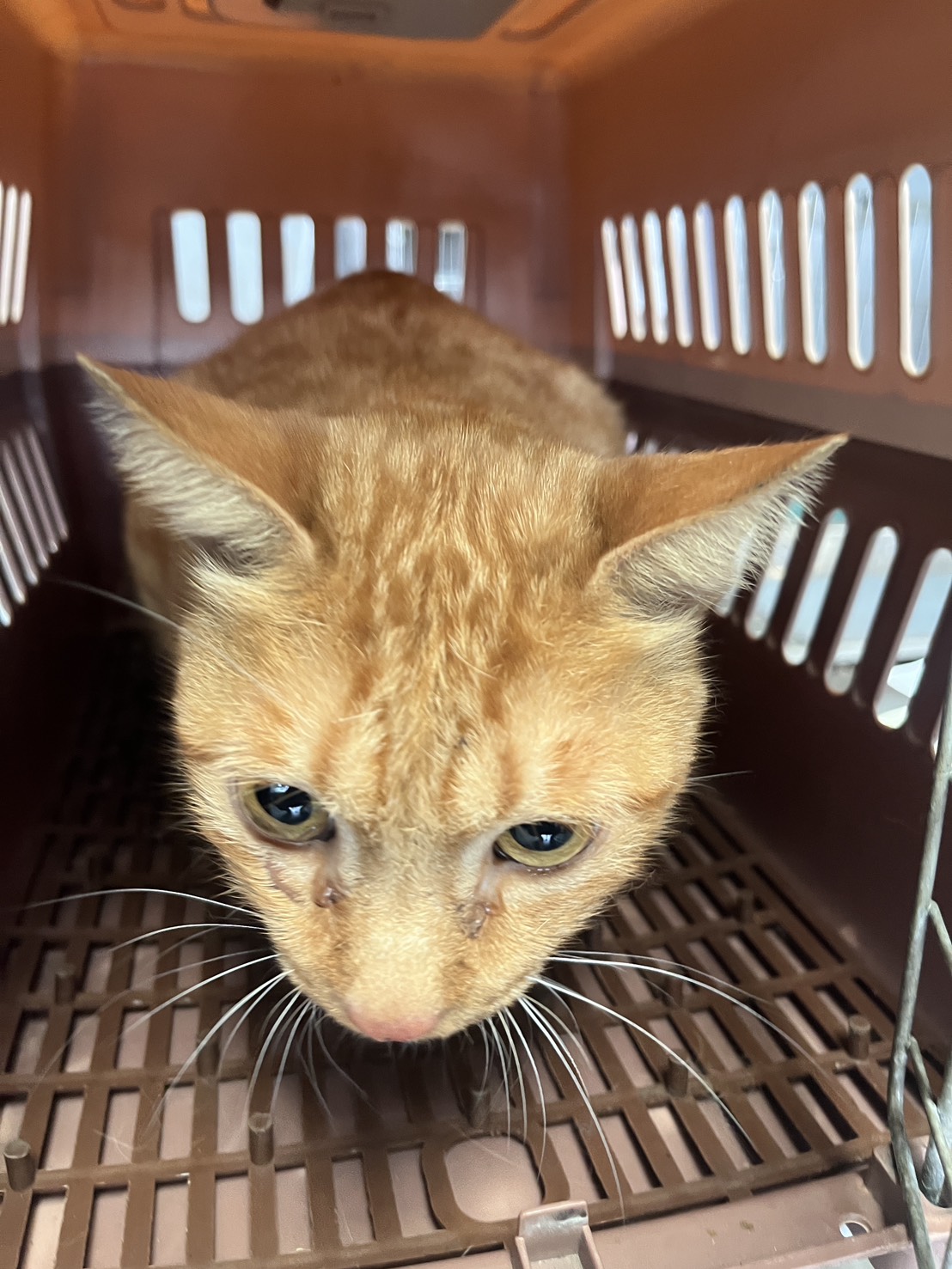 Photo of No. AAAHG1150216001, Adult · Male · Medium · Mixed breed