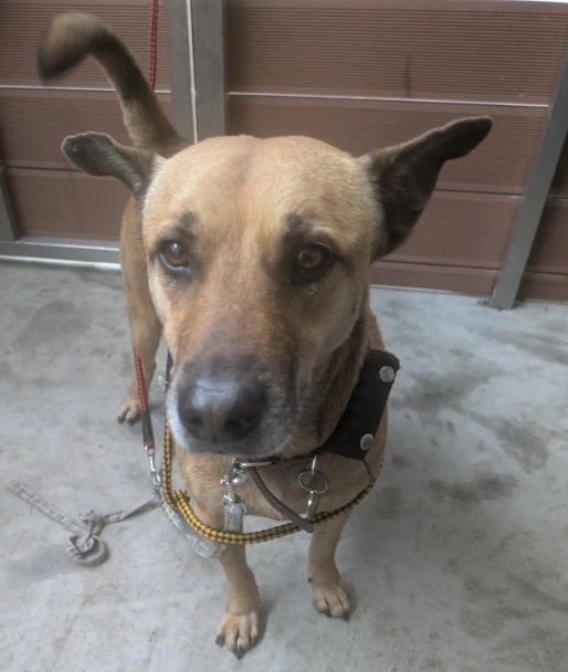 Photo of No. AAAHG1150220002, Adult · Male · Medium · Mixed breed