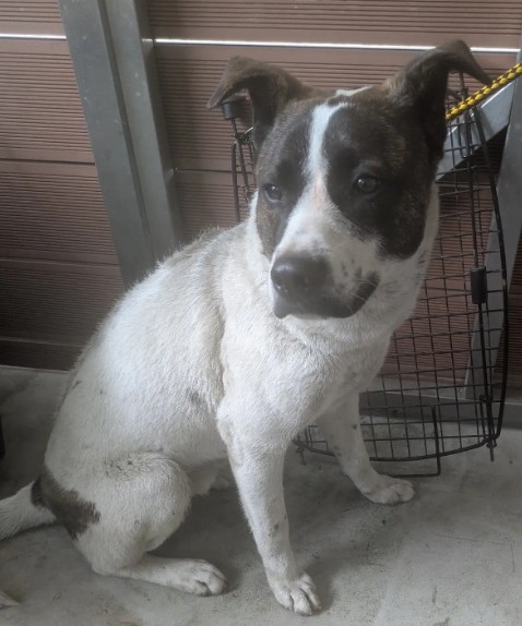 Photo of No. AAAHG1150220003, Adult · Male · Medium · Mixed breed