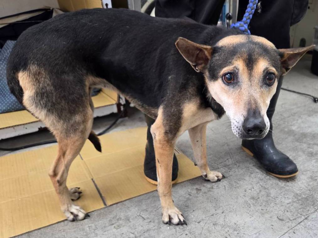 Photo of No. VAAAG115021901, Adult · Female · Medium · Mixed breed