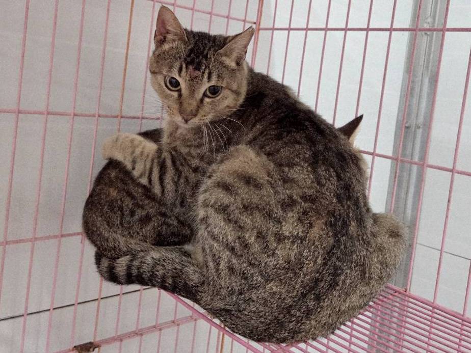 Tabby adult male mixed-breed cat, Medium, shelter no. …1902