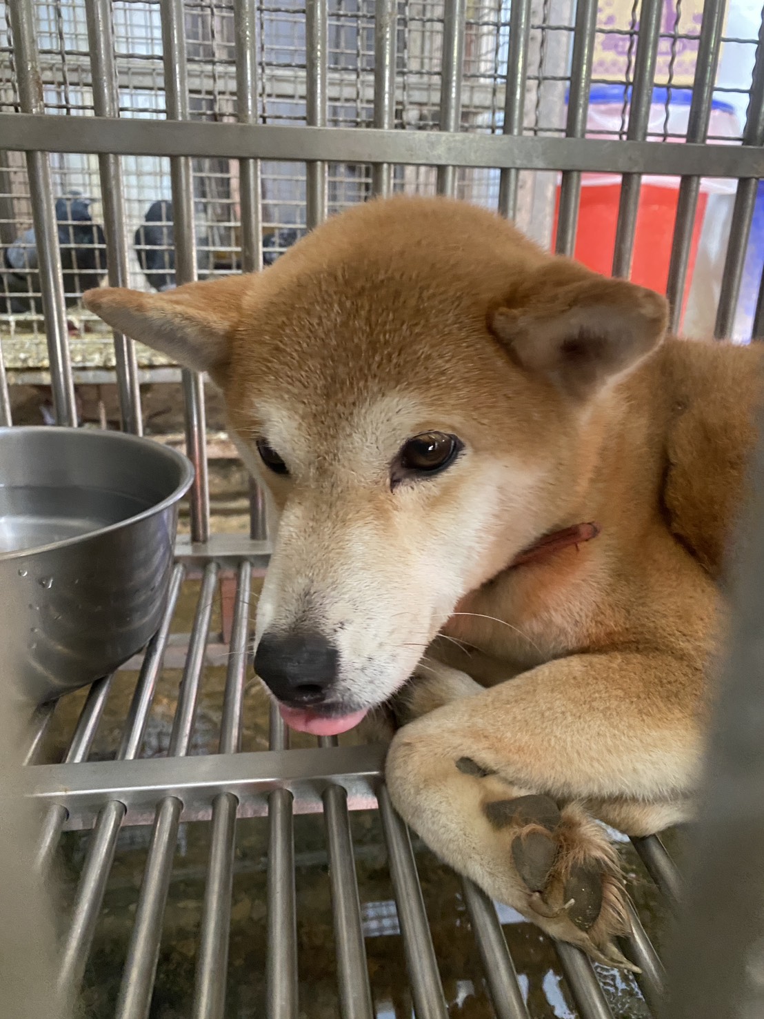 Photo of No. S150223-01, Adult · Female · Medium · Shiba Inu