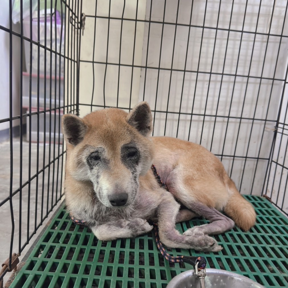 Photo of No. AAACG1150223001, Adult · Male · Medium · Shiba Inu