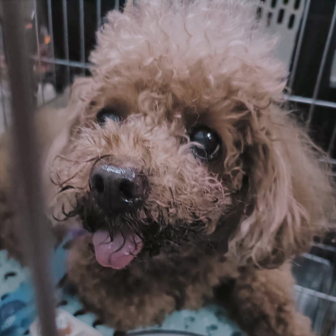 Photo of No. AAACG1150223002, Adult · Female · Small · poodle