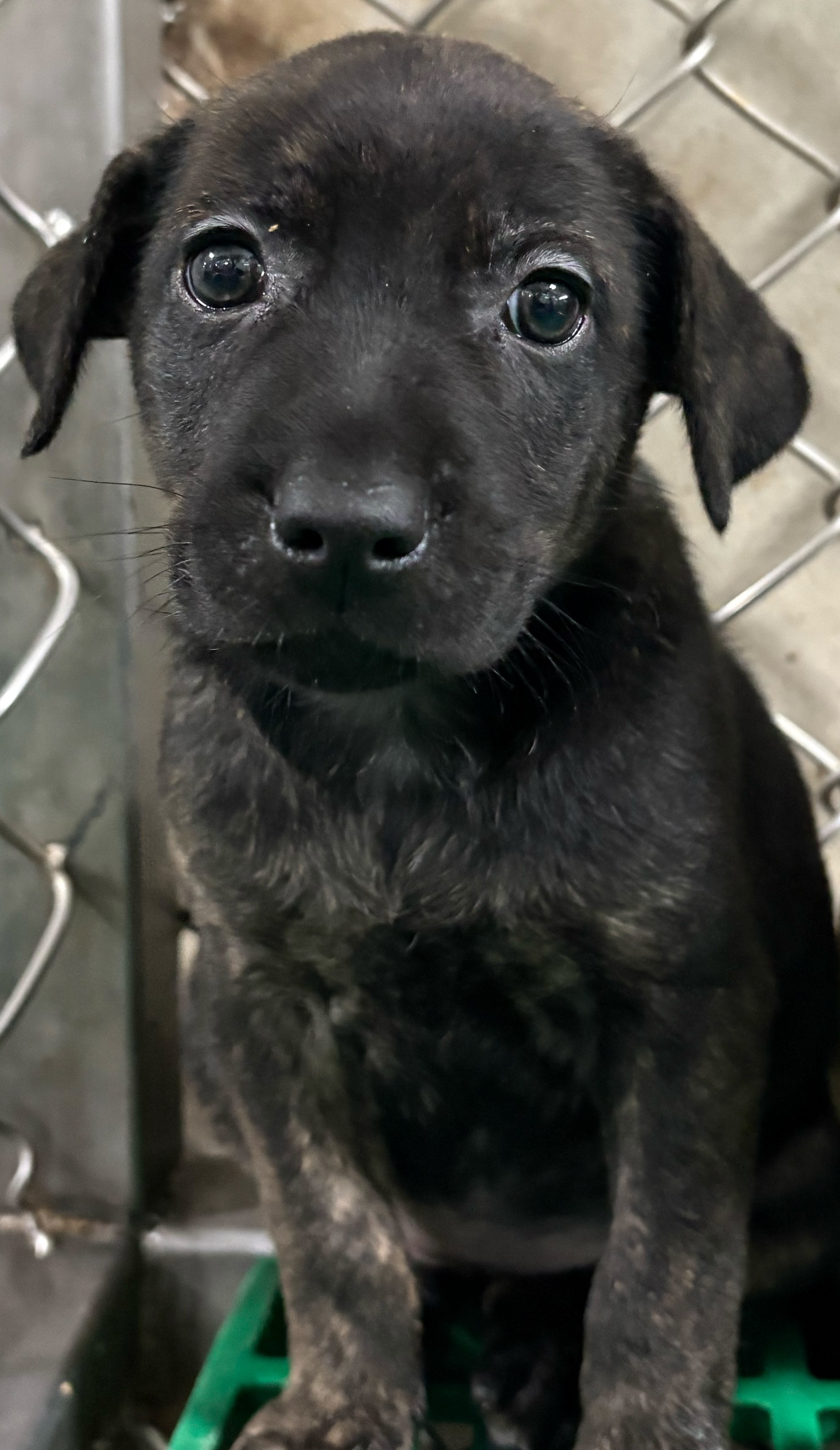 Photo of No. NAAAG1150223002, Young · Female · Small · Mixed breed