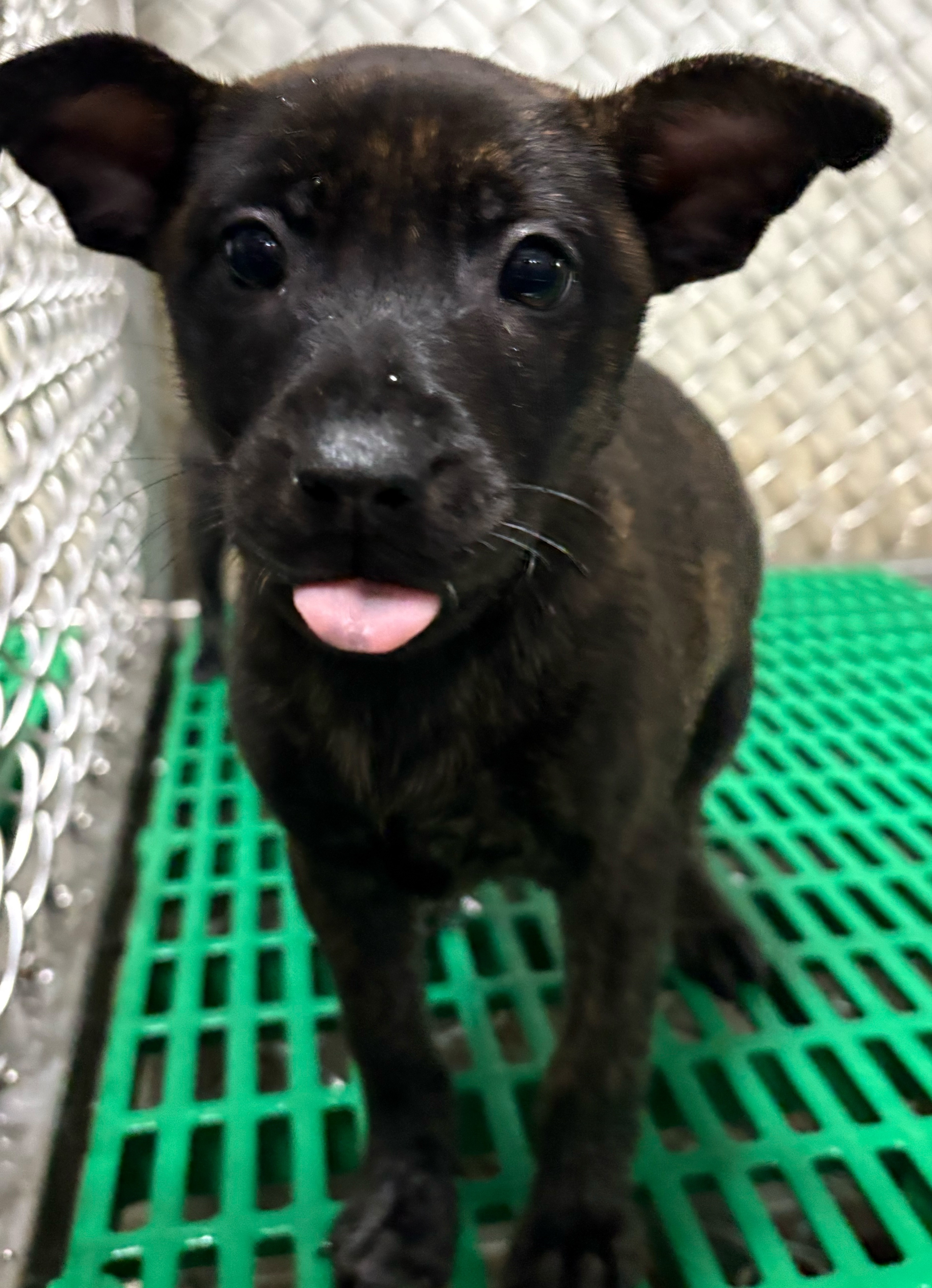 Photo of No. NAAAG1150223005, Young · Female · Small · Mixed breed