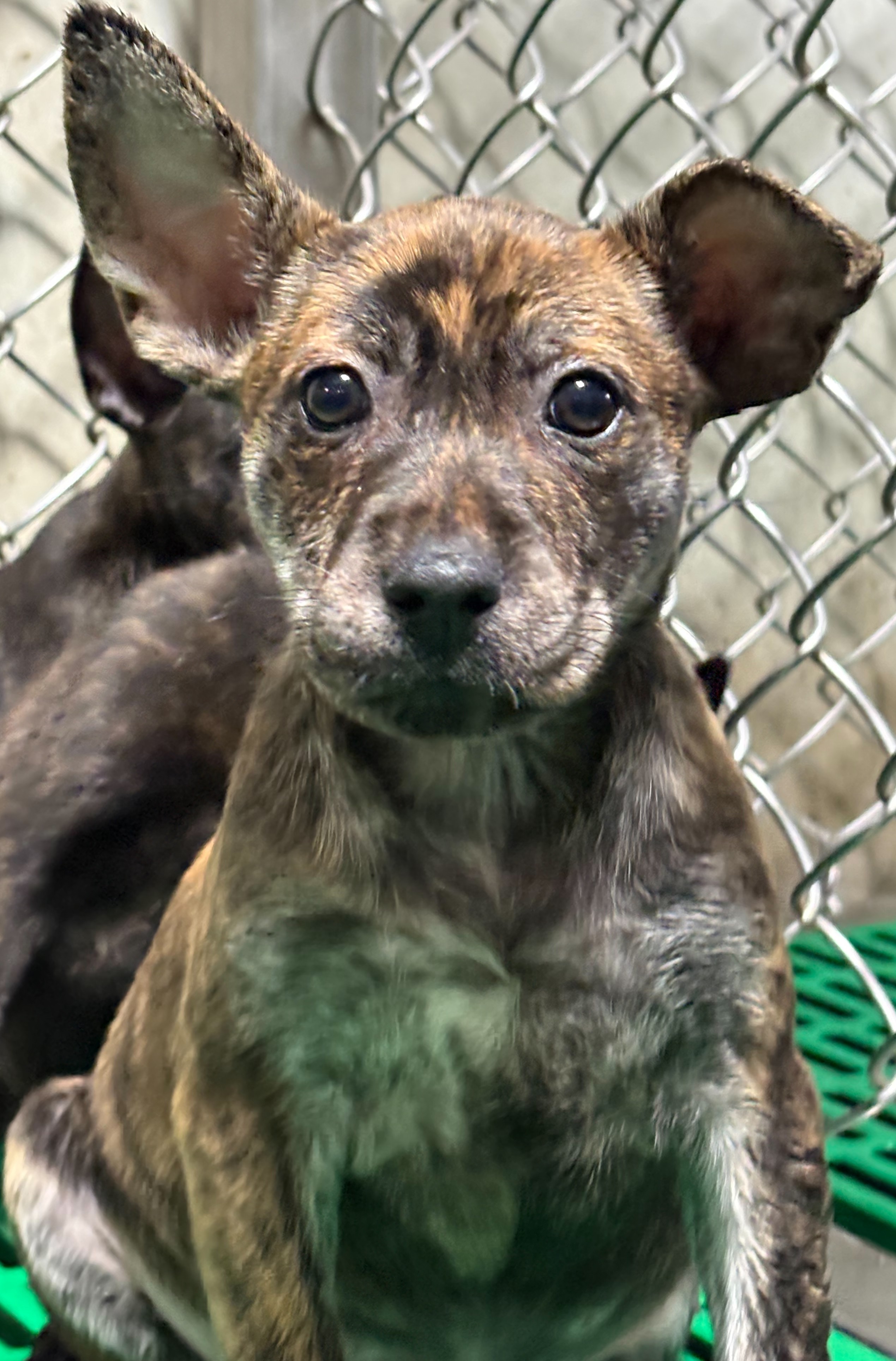 Photo of No. NAAAG1150223006, Young · Female · Small · Mixed breed