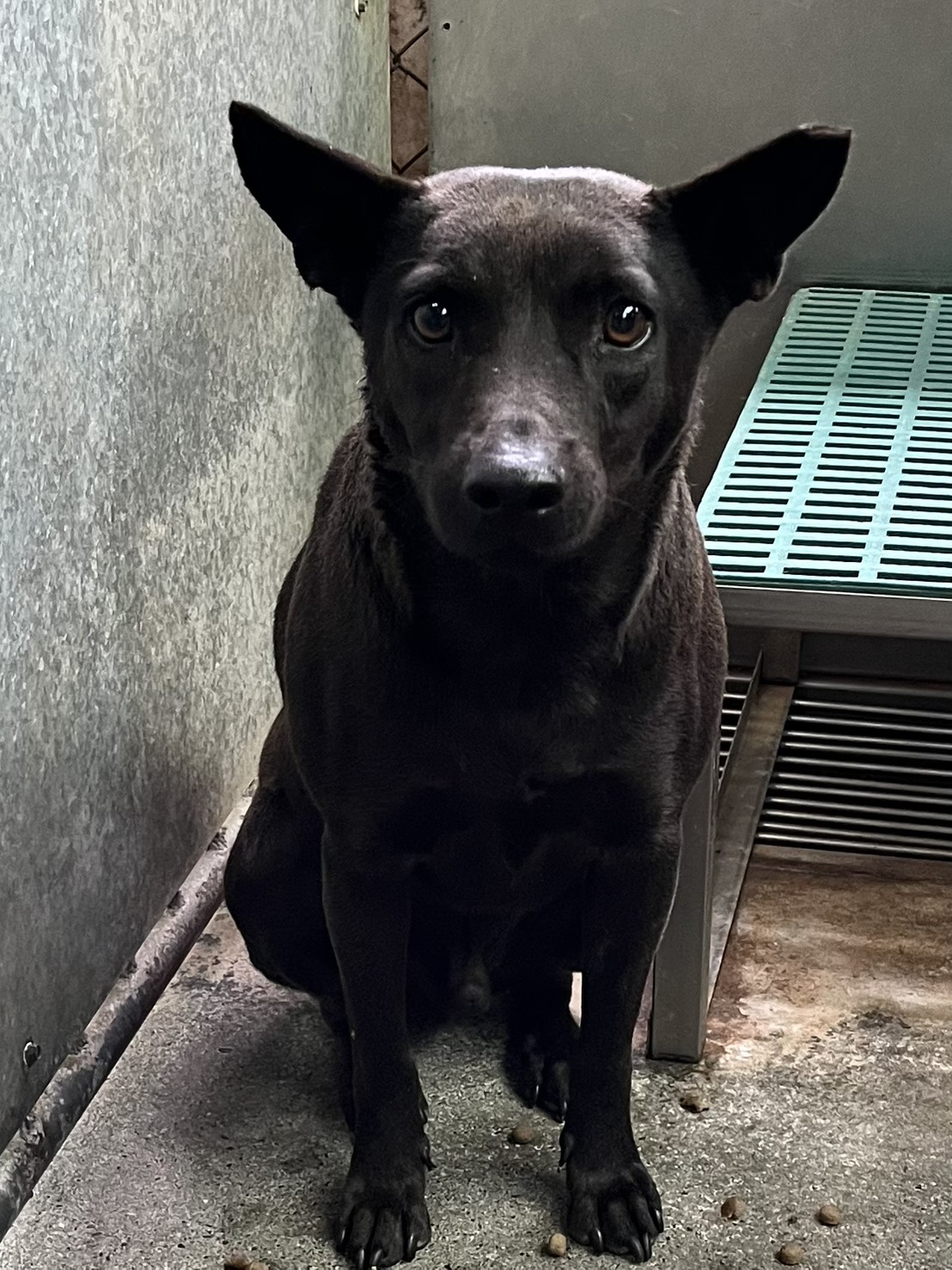 Black adult male mixed-breed dog, Medium, shelter no. …3003