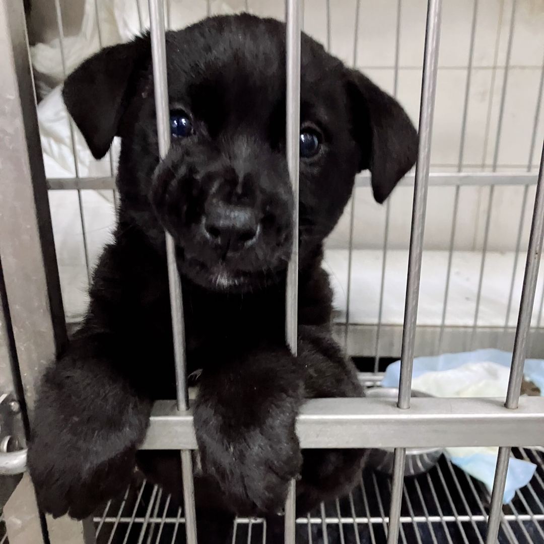 Black young female mixed-breed dog, Medium, shelter no. …4001