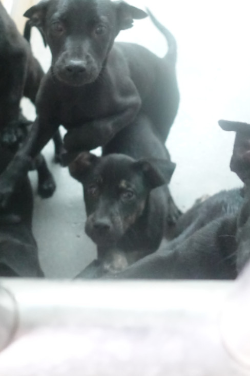 Photo of No. 1150368, Young · Small · Mixed breed