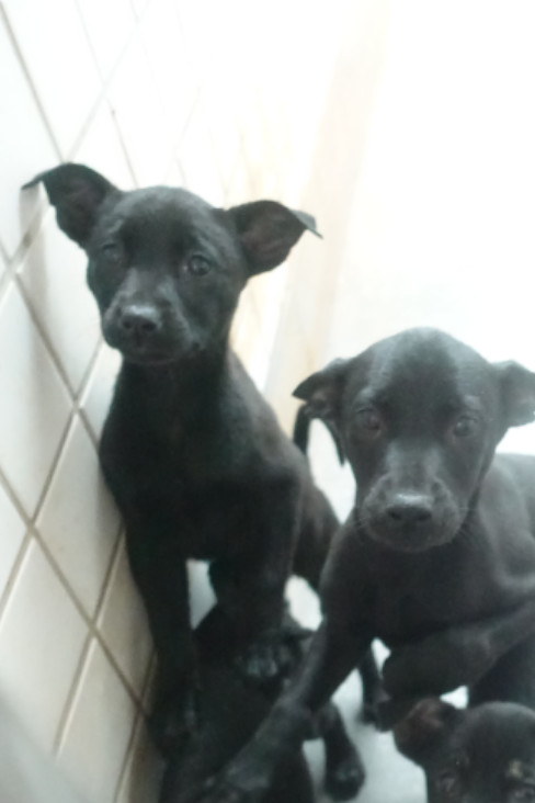 Photo of No. 1150369, Young · Small · Mixed breed