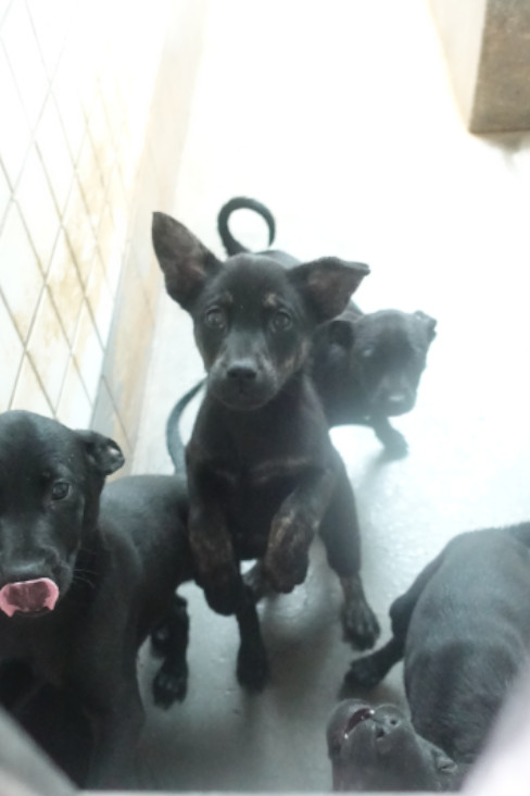 Black young mixed-breed dog, Small, shelter no. …0371