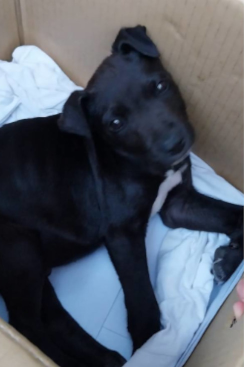 Photo of No. 1150374, Young · Male · Small · Mixed breed