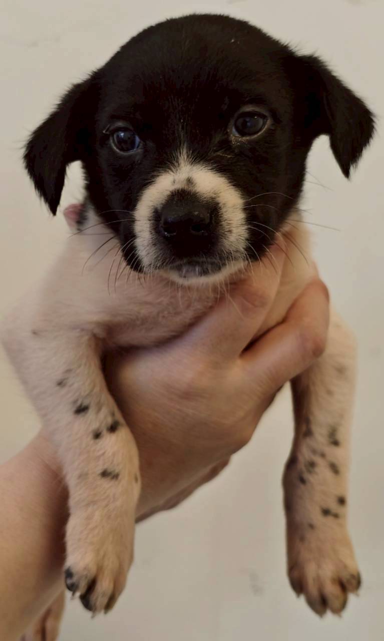 Photo of No. OAAAG1150224007, Young · Male · Medium · Mixed breed
