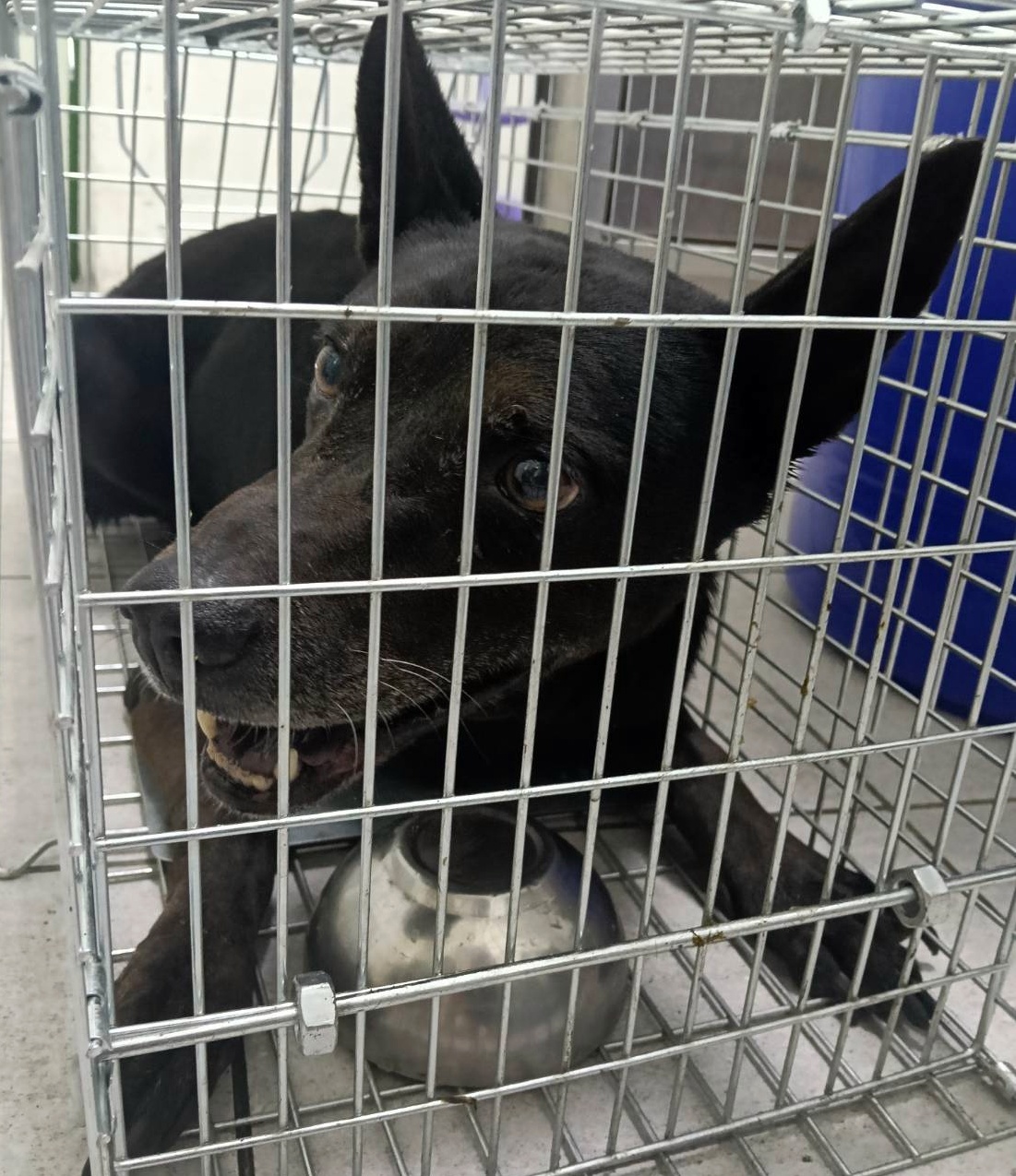 Photo of No. TAAAG1150224001, Adult · Male · Medium · Mixed breed