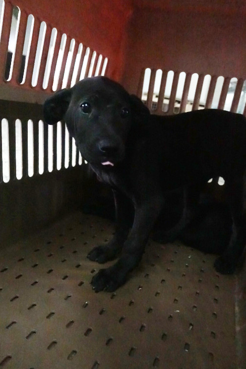 Photo of No. 1150384, Young · Female · Medium · Mixed breed