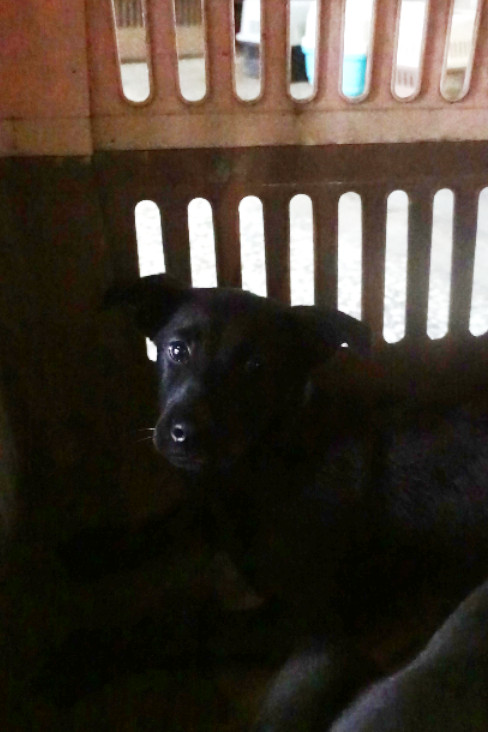 Black young female mixed-breed dog, Medium, shelter no. …0385