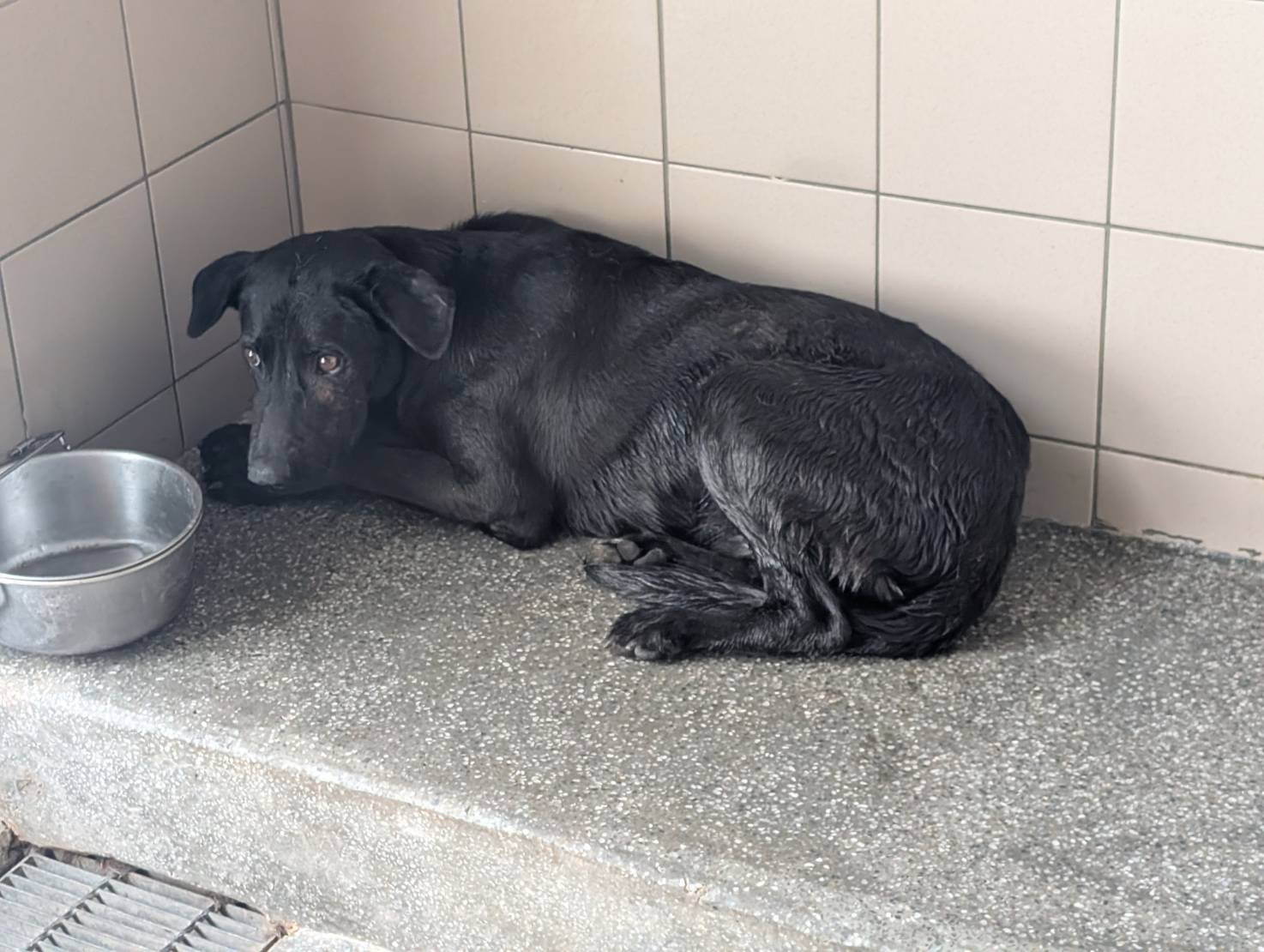 Photo of No. LAABG114101803, Adult · Male · Large · Mixed breed