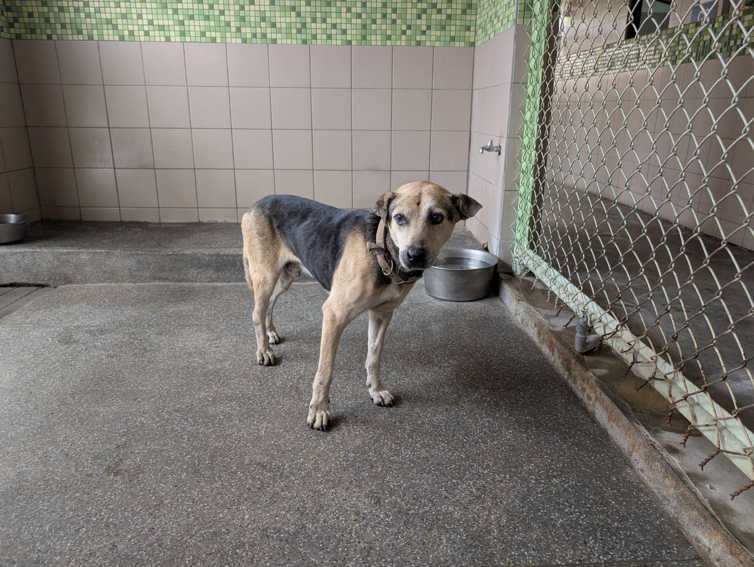 Black adult male mixed-breed dog, Large, shelter no. …2202