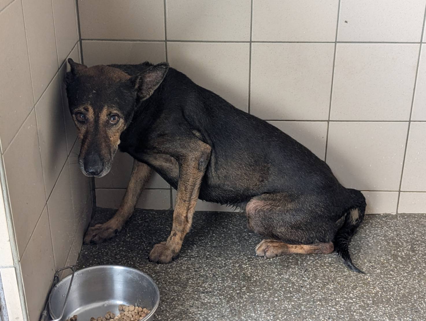 Photo of No. LAABG114102905, Adult · Male · Large · Mixed breed