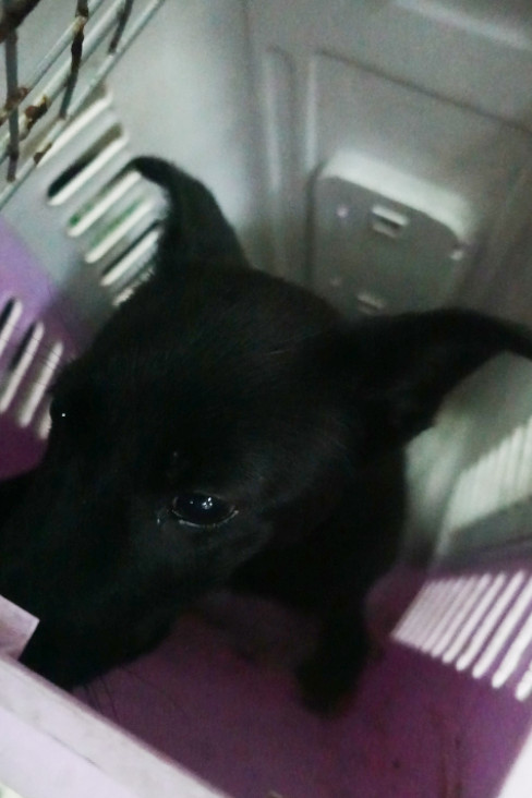 Photo of No. 1150395, Young · Female · Medium · Mixed breed