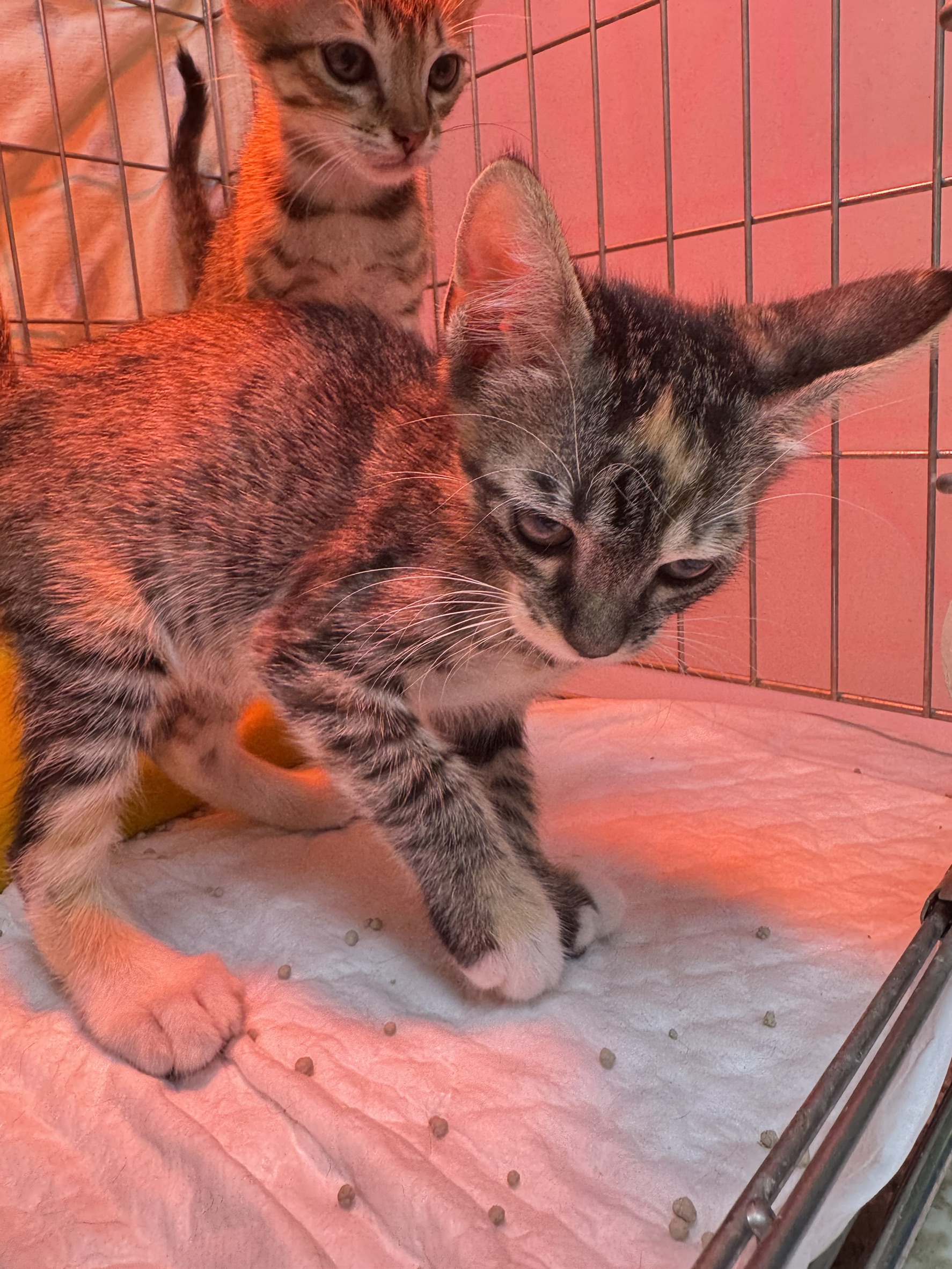 Photo of No. AAAIG1150226002, Young · Female · Small · Mixed breed