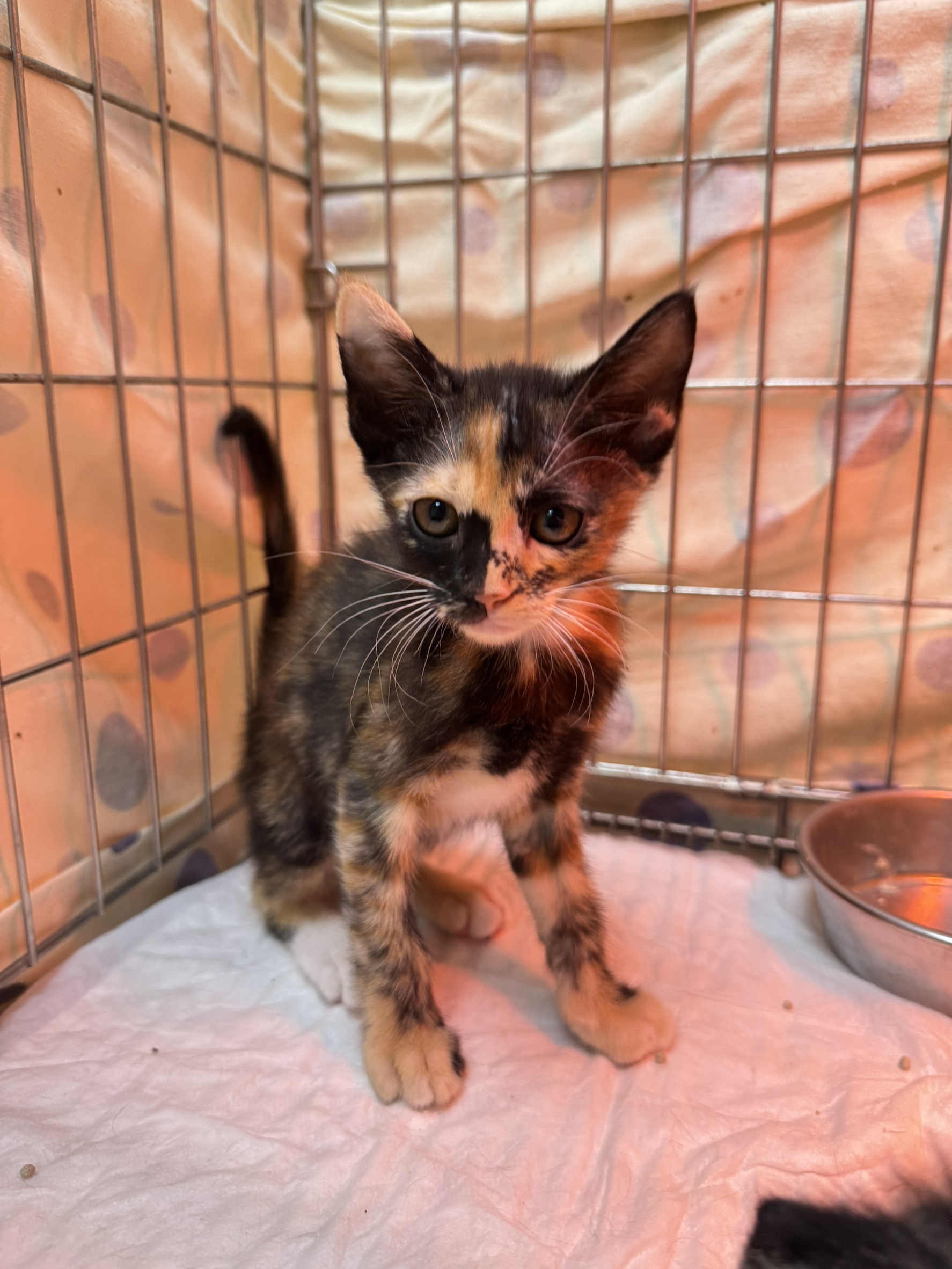 Young female mixed-breed cat, Small, shelter no. …6003