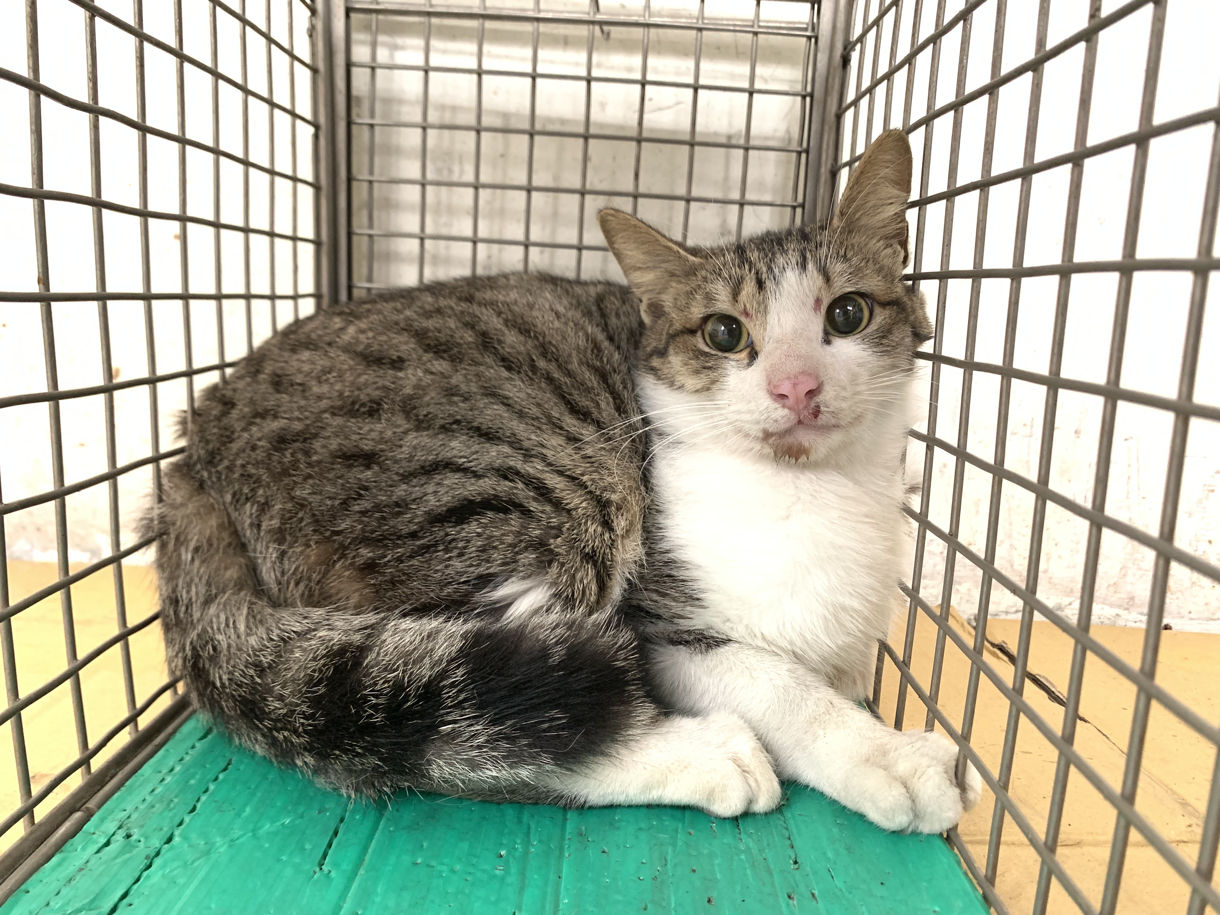 Photo of No. VAAAG115022604, Adult · Male · Small · Mixed breed