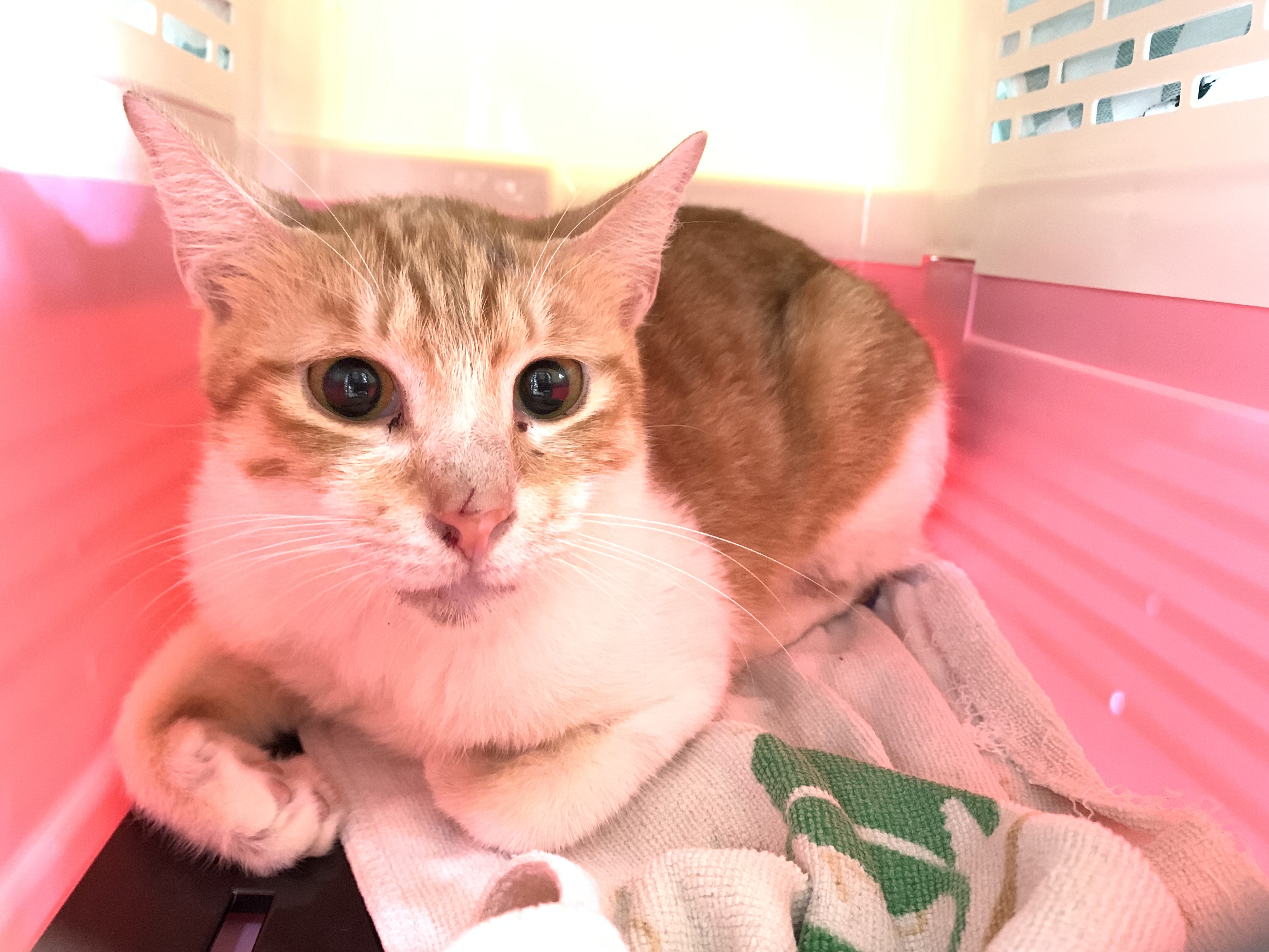 Photo of No. VAAAG115022717, Adult · Female · Medium · Mixed breed