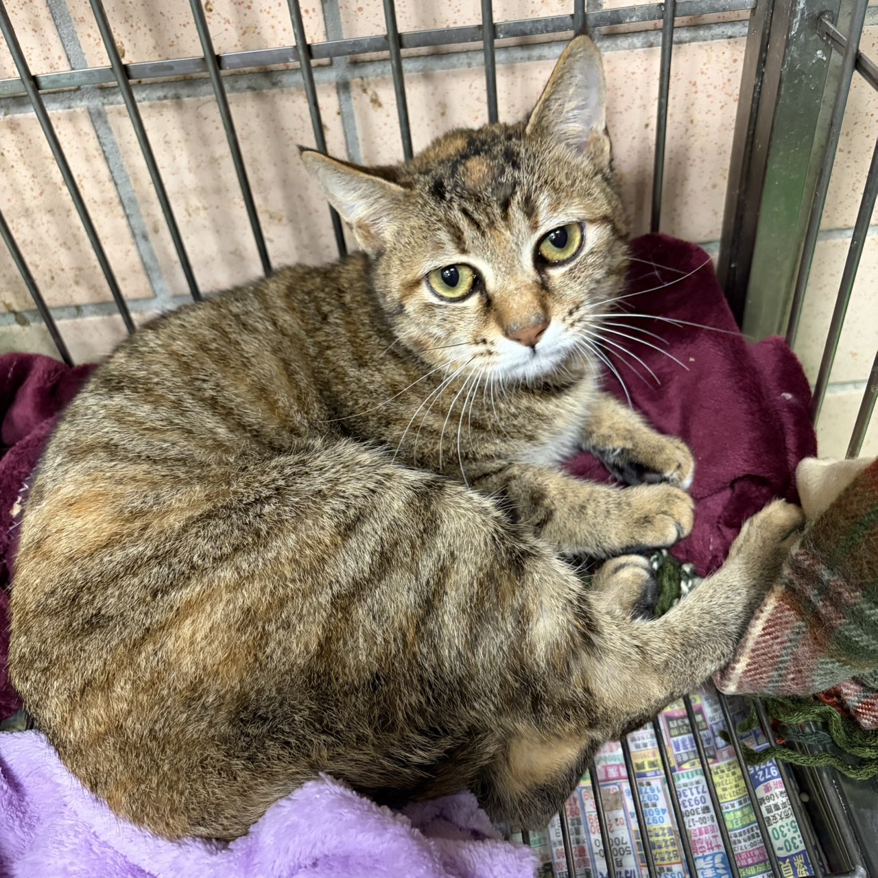 Photo of No. AAAFG1150303002, Young · Female · Medium · Mixed breed