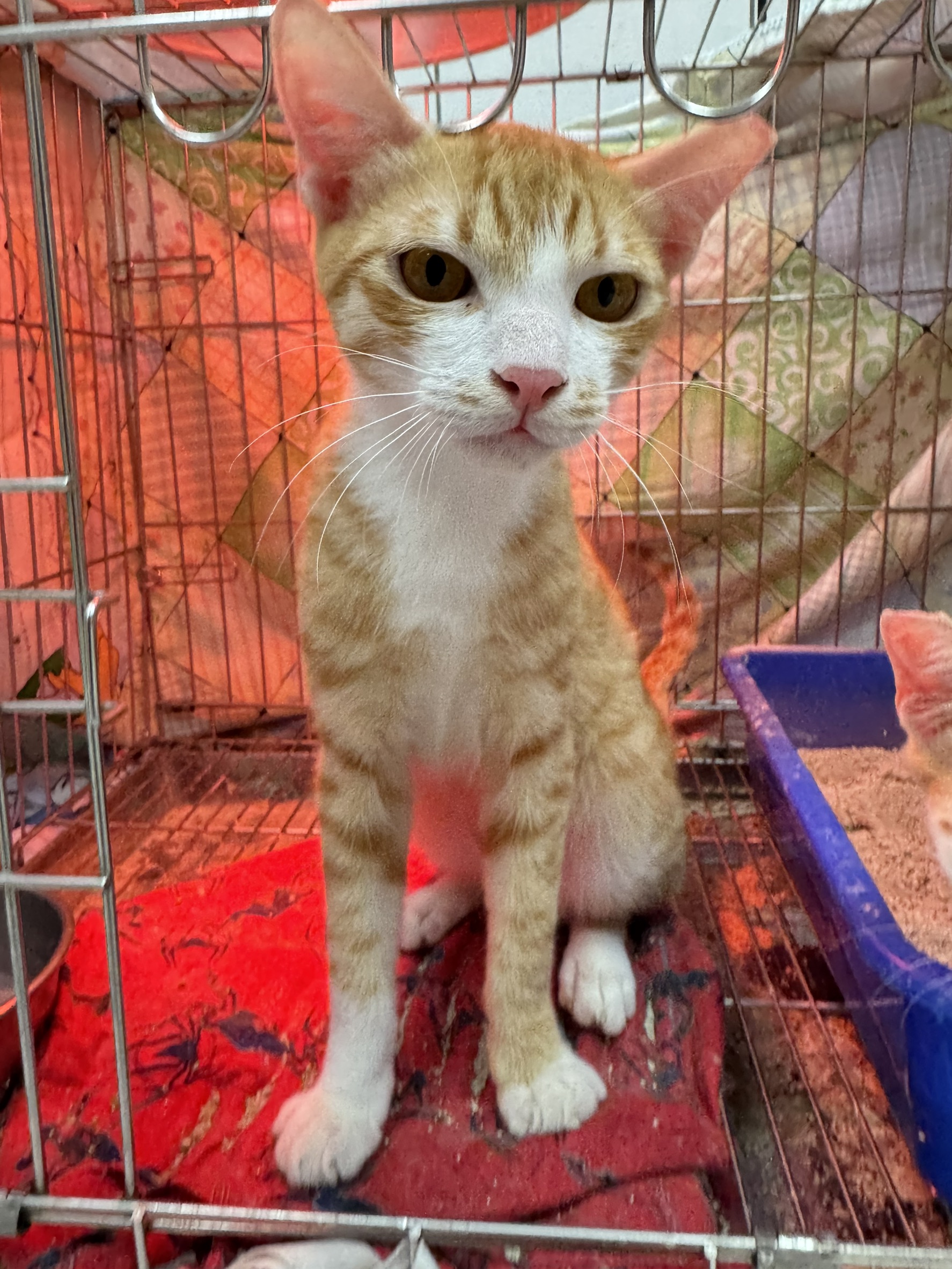 Photo of No. AAAIG1150303002, Adult · Male · Small · Mixed breed