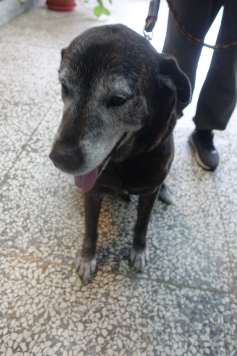 Black adult male mixed-breed dog, Large, shelter no. …0415
