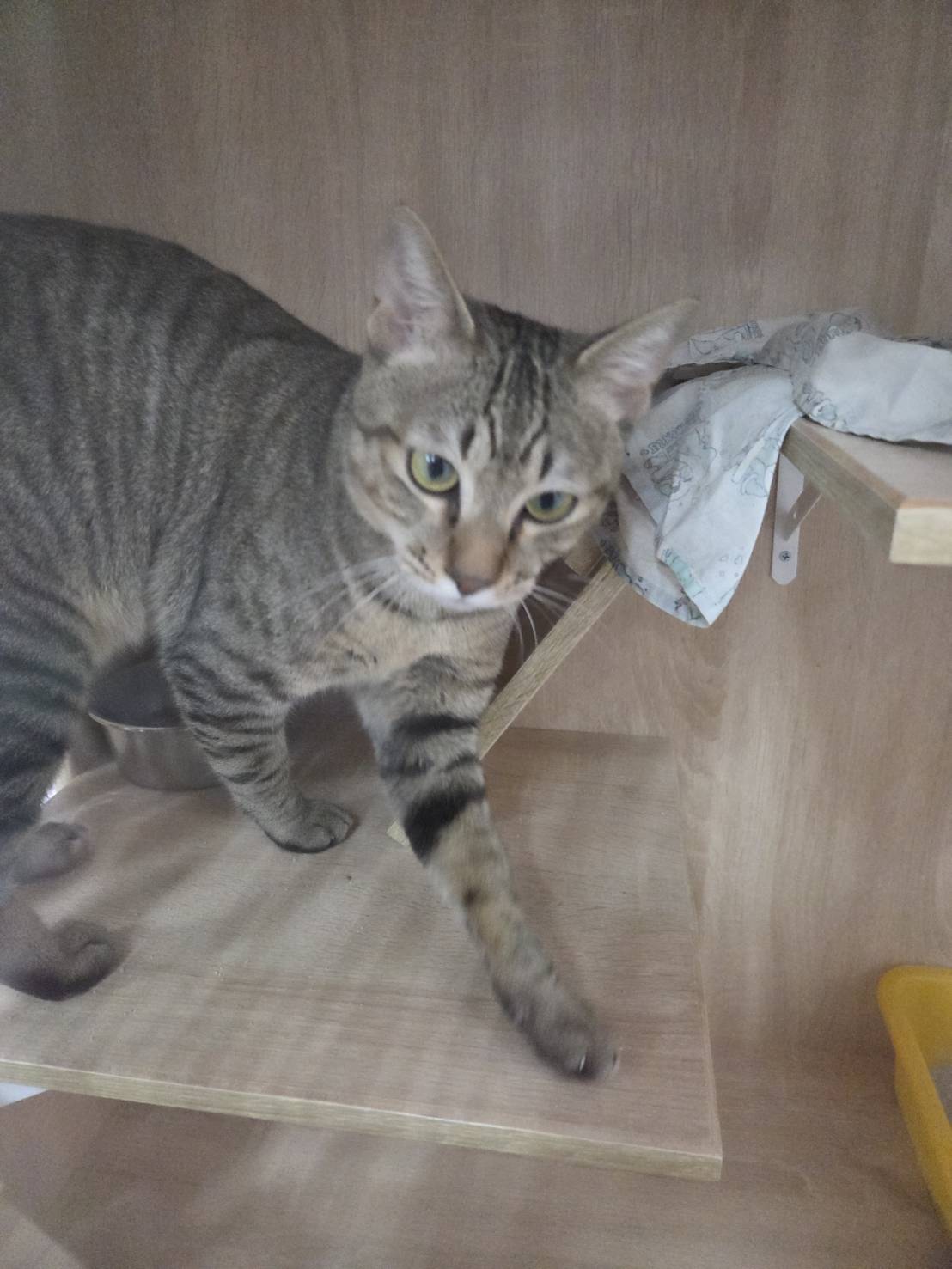 Tabby adult male mixed-breed cat, Small, shelter no. …4002