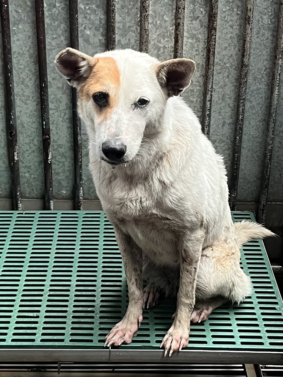 Photo of No. GAAAG1150305006, Adult · Female · Medium · Mixed breed