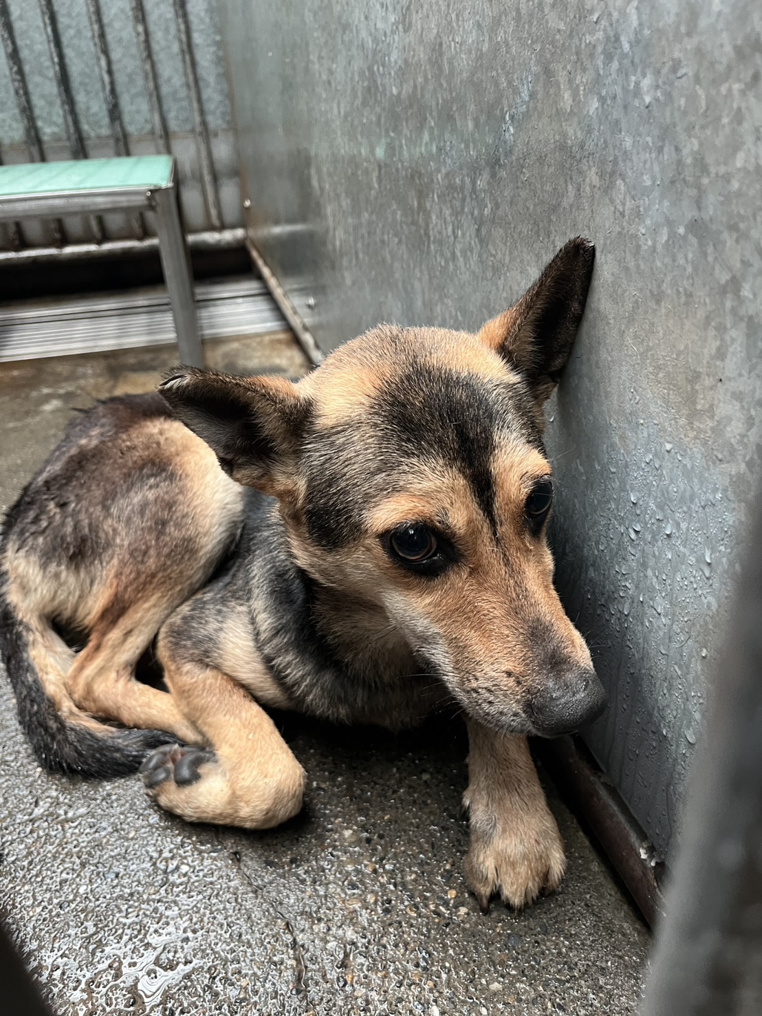 Photo of No. GAAAG1150305008, Adult · Female · Medium · Mixed breed
