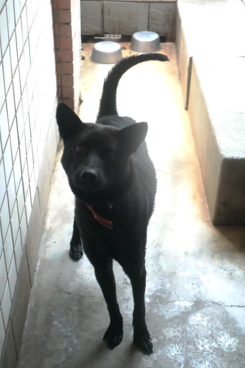 Photo of No. 1150416, Adult · Male · Large · Mixed breed