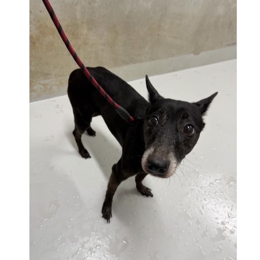 Black adult female mixed-breed dog, Small, shelter no. …5002
