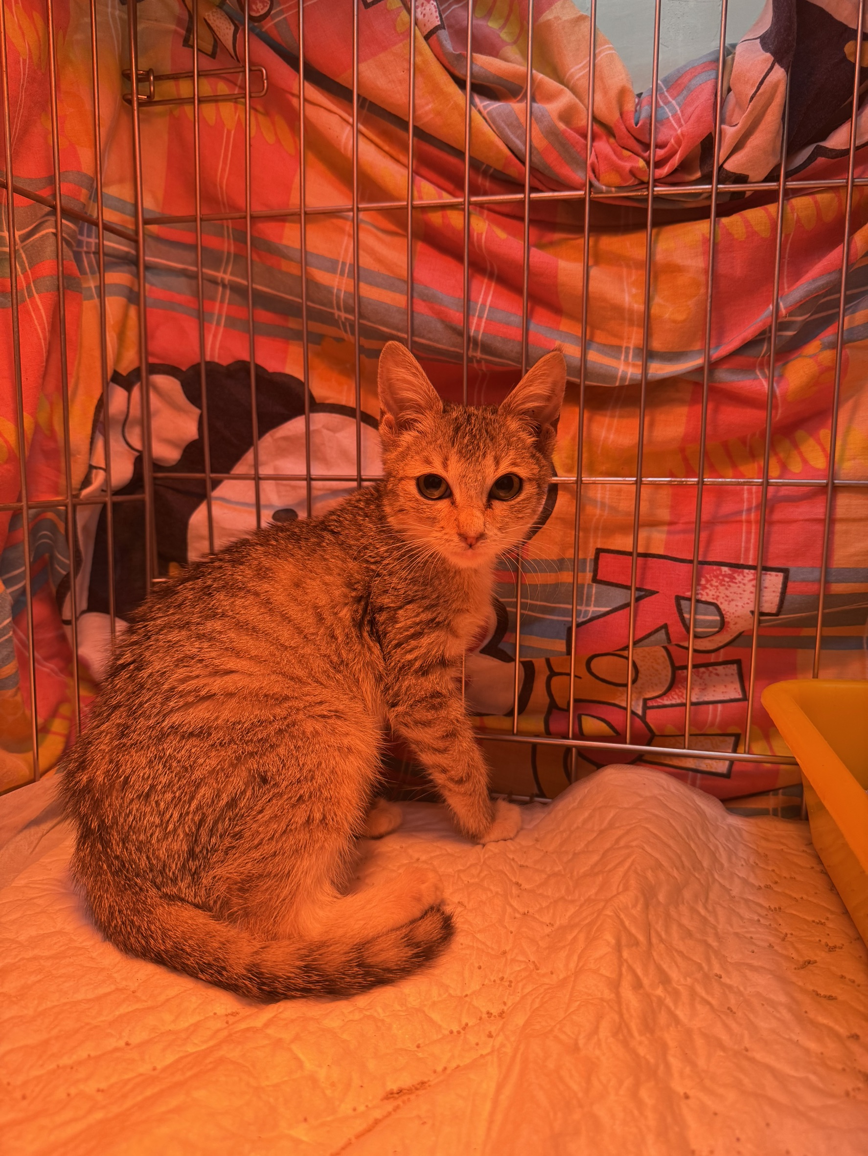 Photo of No. AAAIG1150306001, Young · Male · Small · Mixed breed