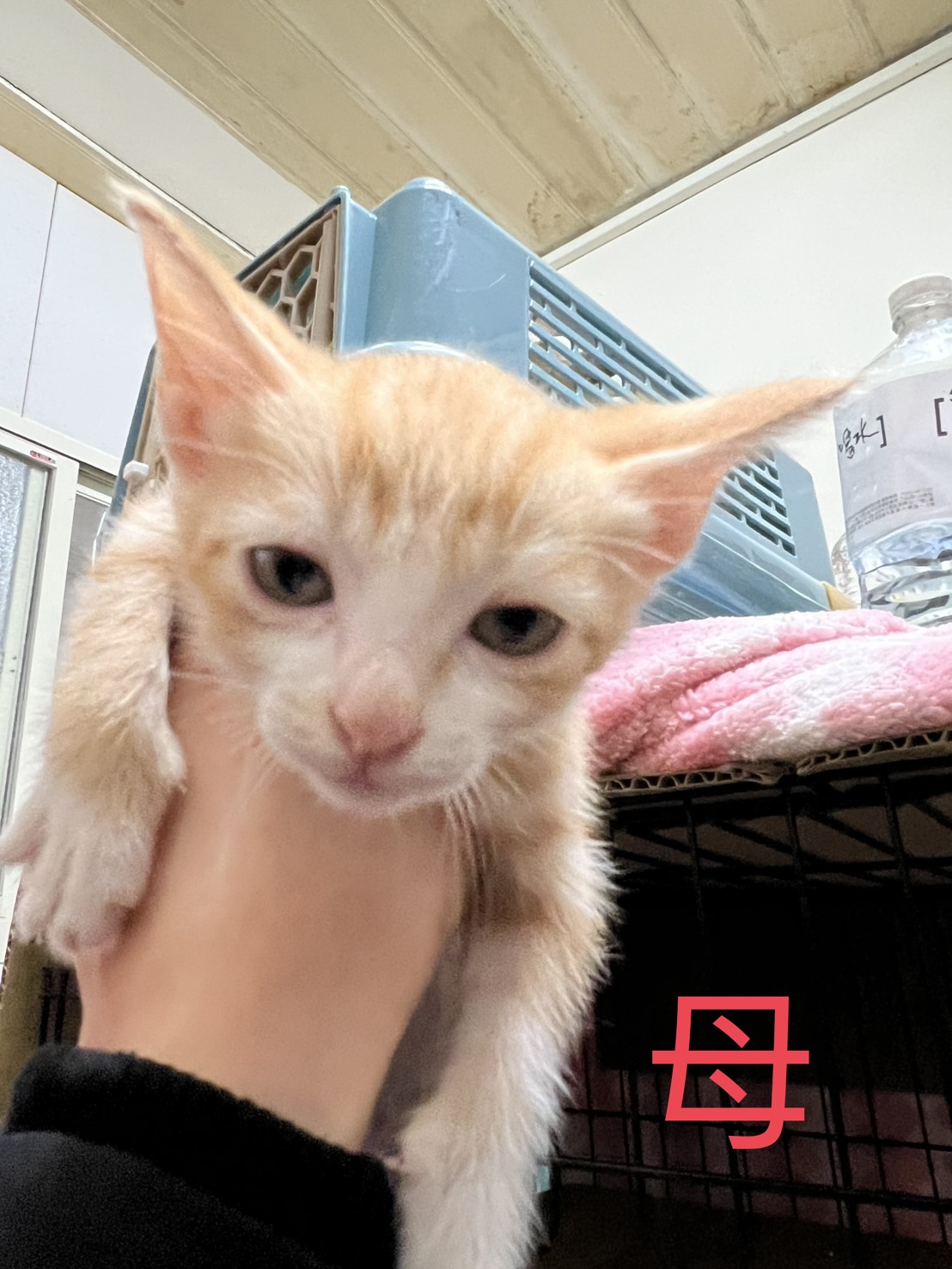 Photo of No. AAAIG1150306002, Young · Female · Small · Mixed breed