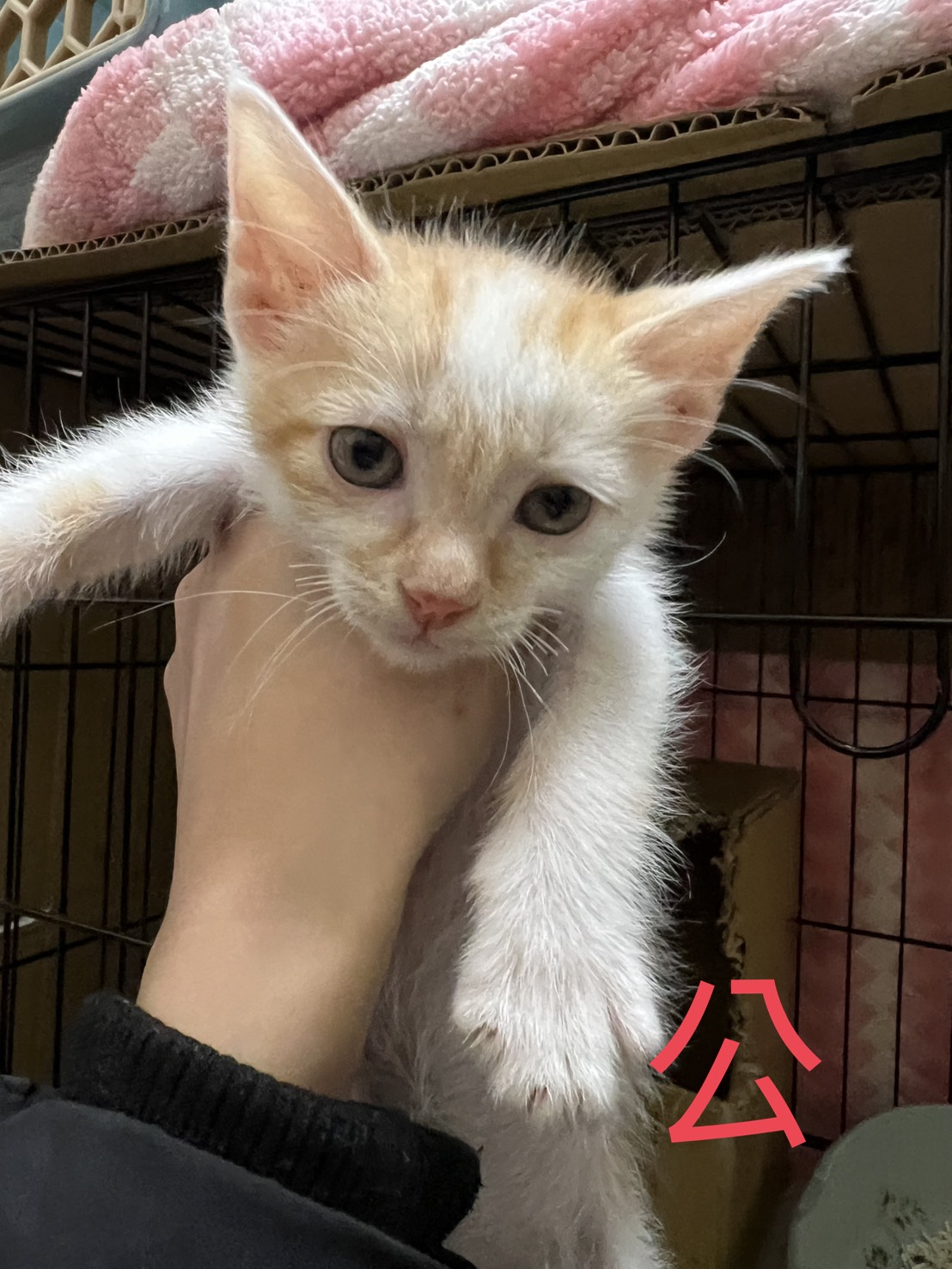 Photo of No. AAAIG1150306003, Young · Male · Small · Mixed breed