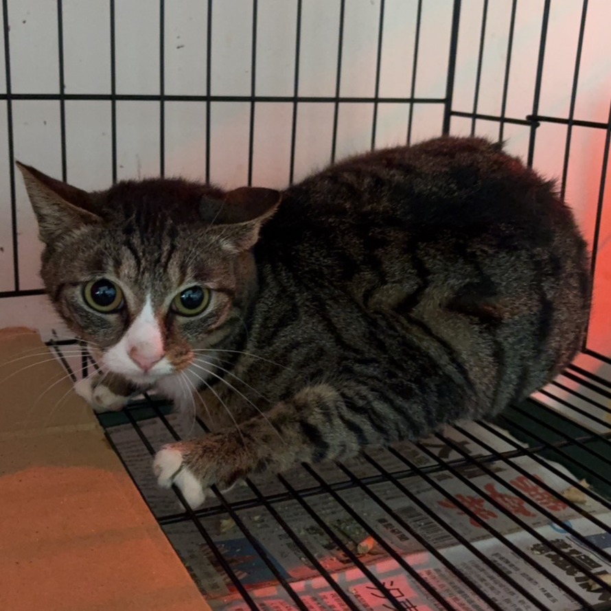 Photo of No. QAAAG1150305001, Adult · Female · Medium · Mixed breed