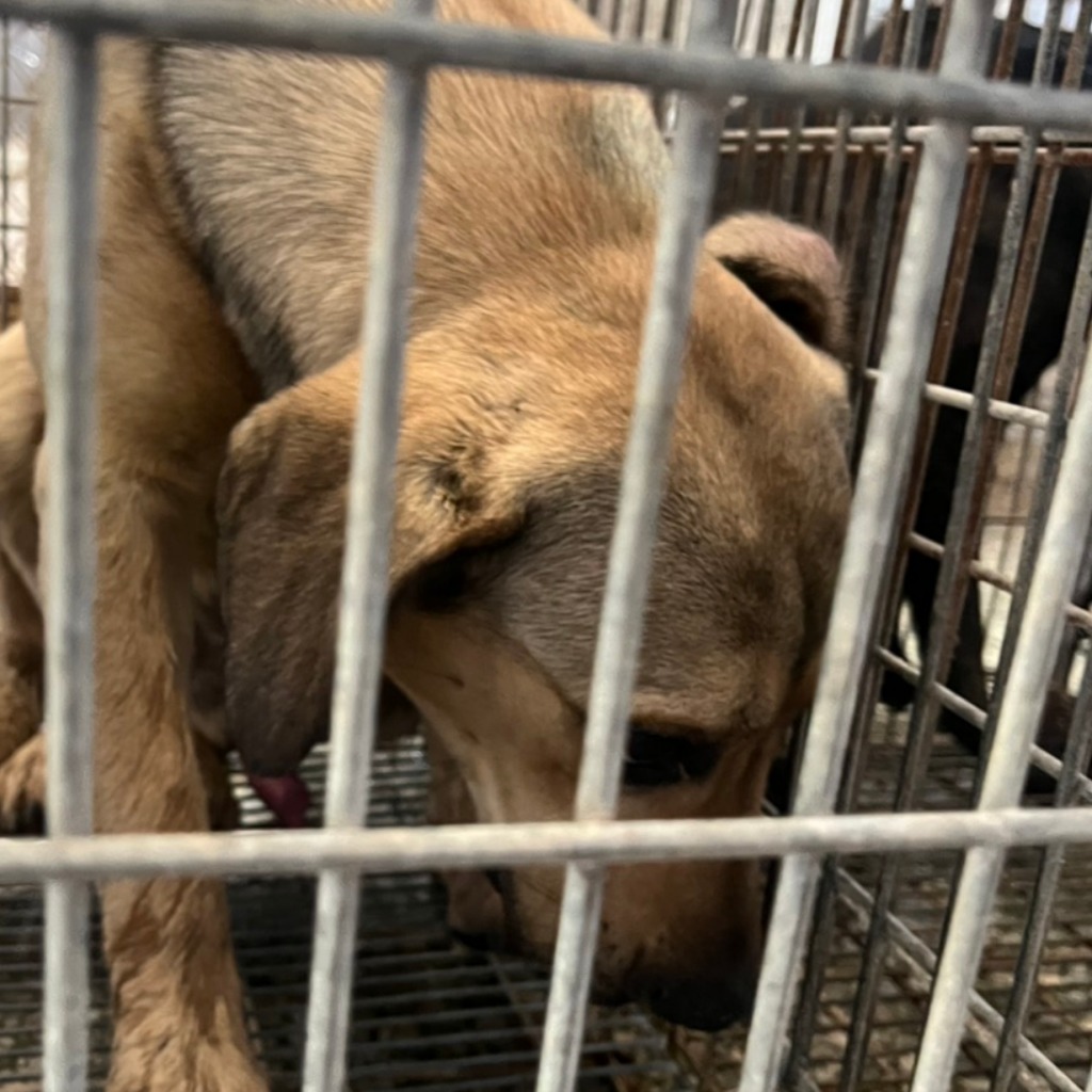 Tan adult female mixed-breed dog, Medium, shelter no. …6-03