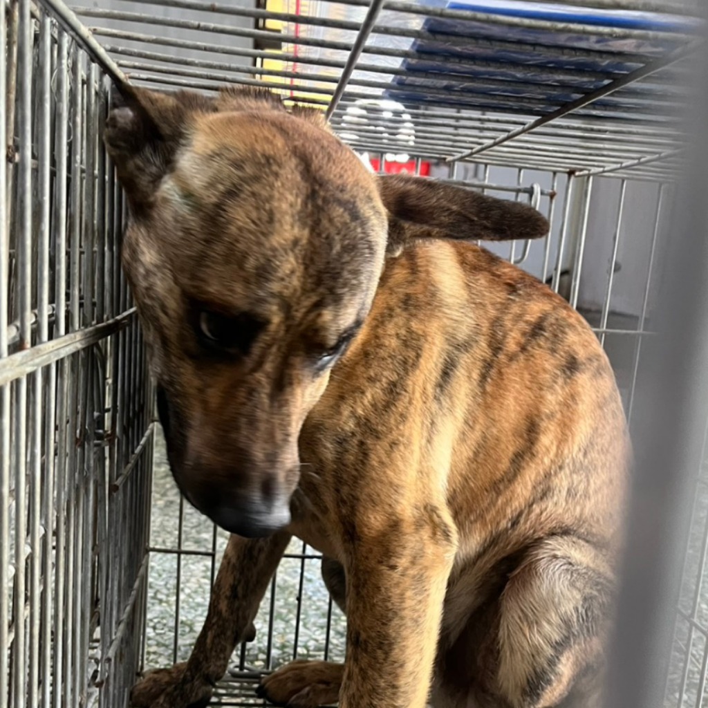 Photo of No. S150306-07, Adult · Male · Medium · Mixed breed