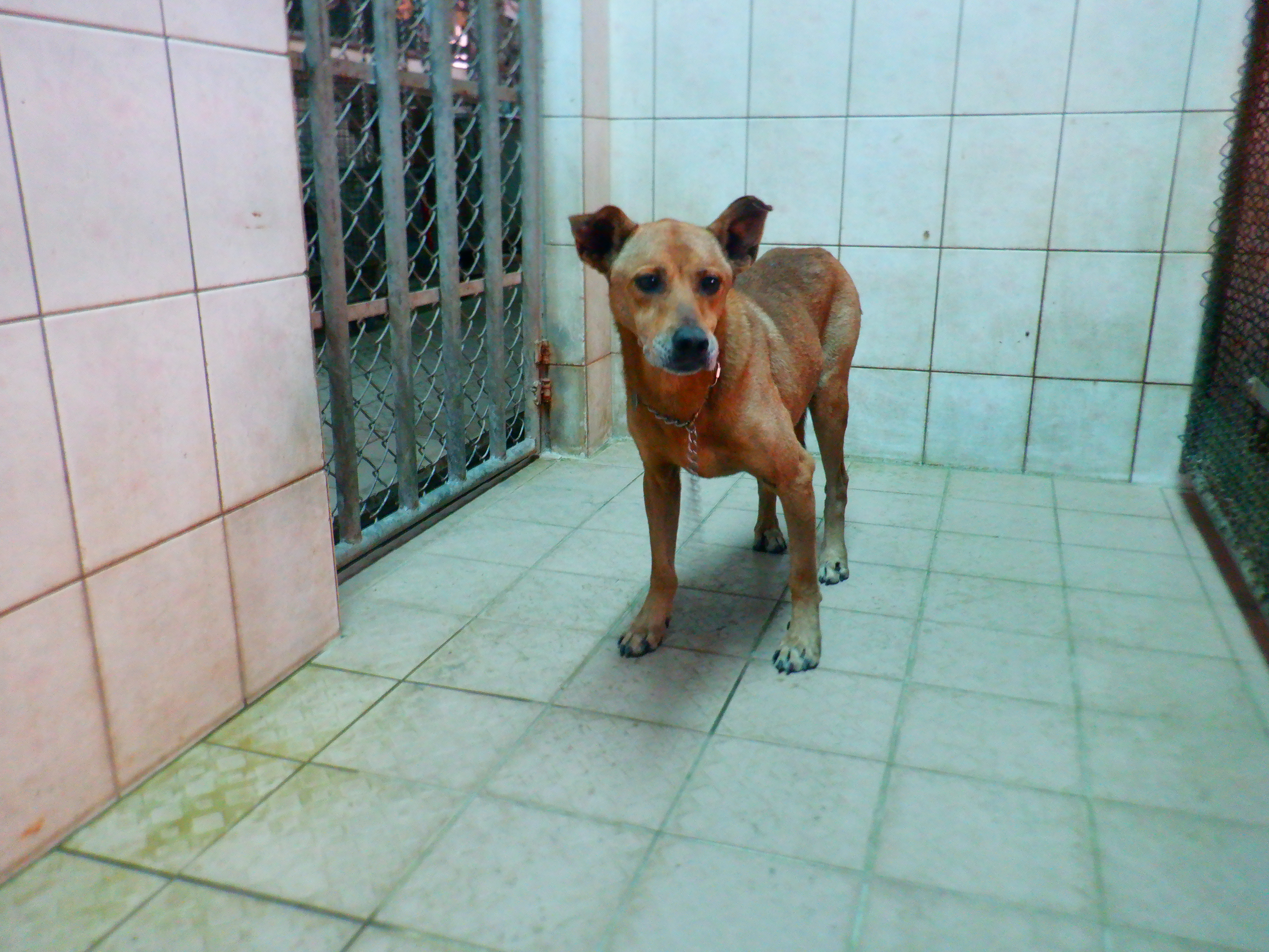 Photo of No. HAAAG1150306861, Adult · Male · Medium · Mixed breed