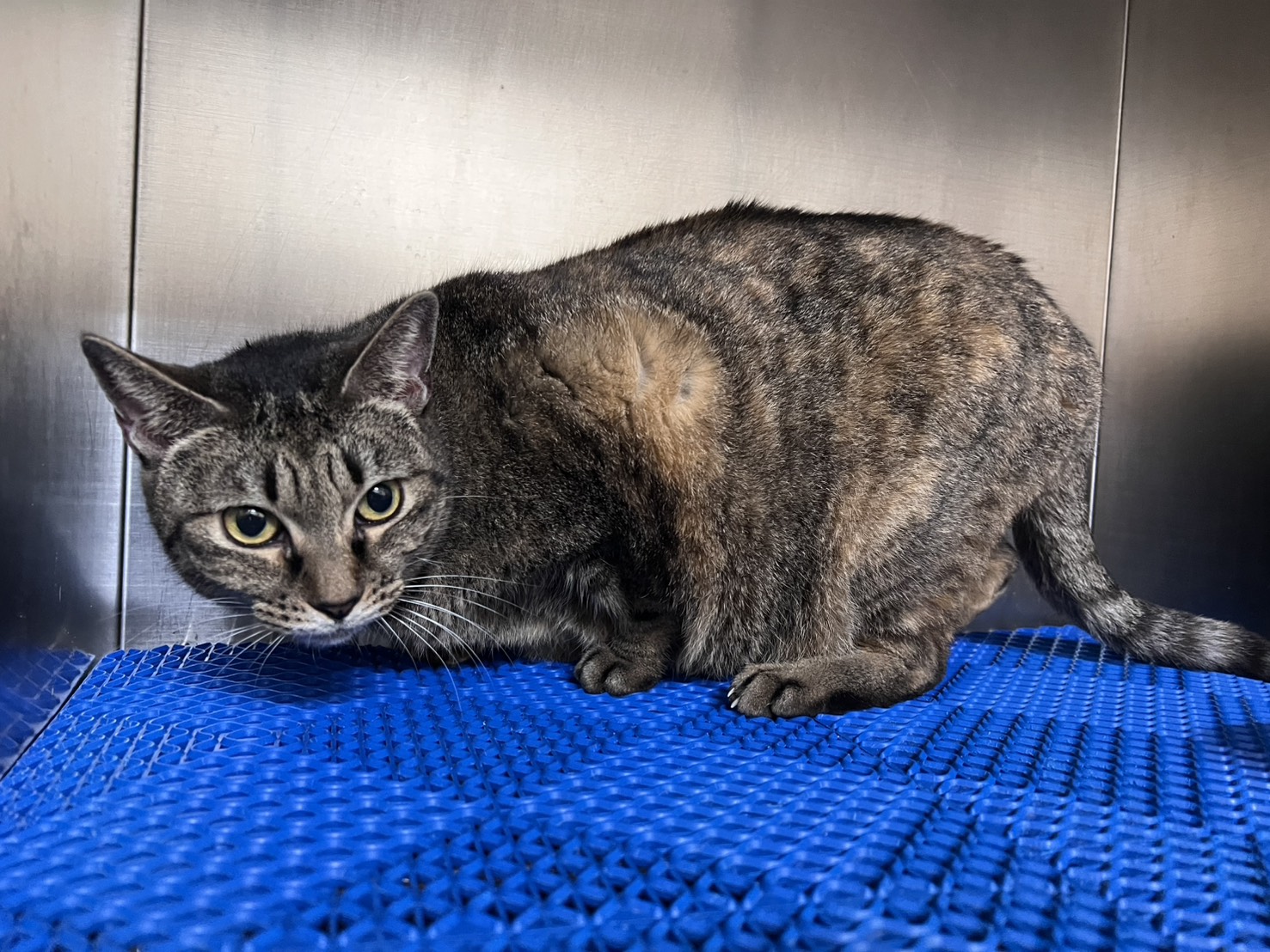 Photo of No. CAAAG1150308002, Adult · Female · Medium · Mixed breed