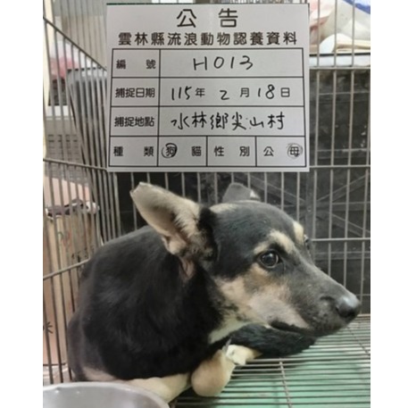 Black-and-tan adult female mixed-breed dog, Medium, shelter no. …013D
