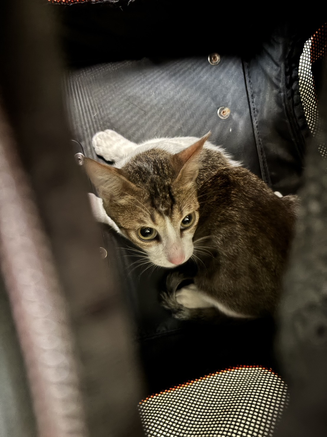 Tabby adult male mixed-breed cat, Medium, shelter no. …9007